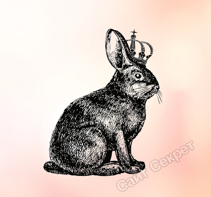 Кролик 6